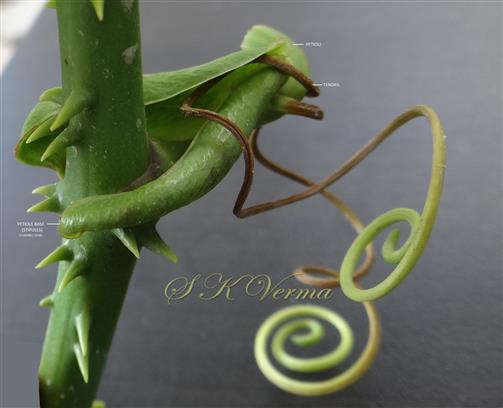  Petiole Base ( Stipules)
